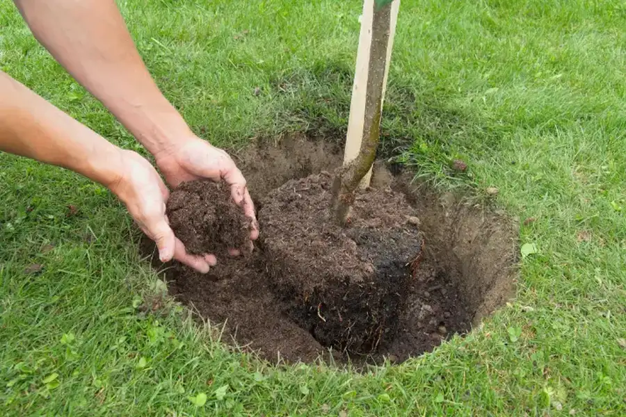 Experienced Tree Planting West Palm Beach, FL Experienced Tree Planting West Palm Beach, FL