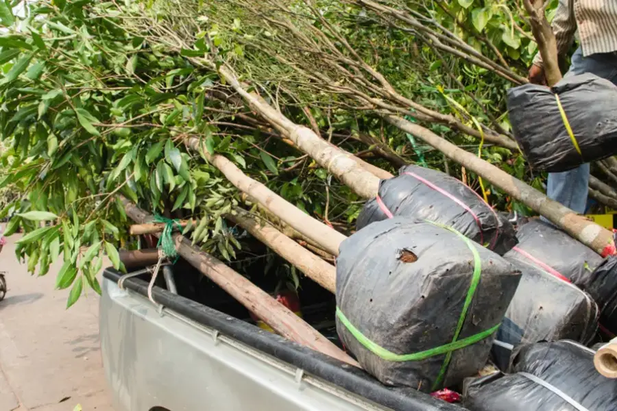 Top-rated Tree Planting West Palm Beach, FL Top-rated Tree Planting West Palm Beach, FL