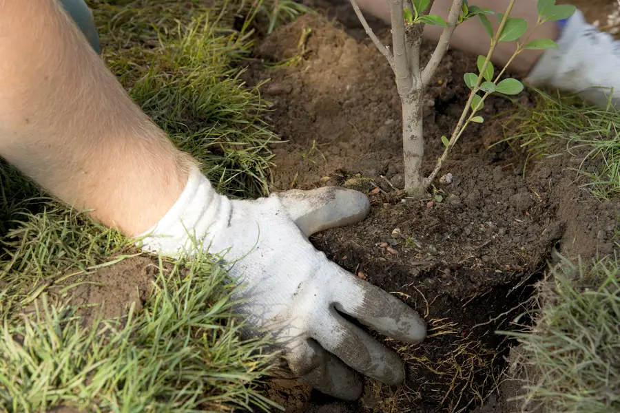 Why Tree Planting Is Essential For Sustainable Landscaping West Palm Beach, FL Why Tree Planting Is Essential For Sustainable Landscaping West Palm Beach, FL