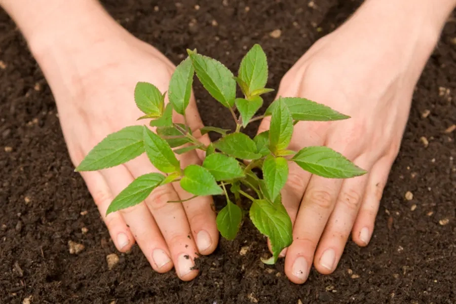 Why Tree Planting Is Essential For Sustainable Landscaping in West Palm Beach, FL Why Tree Planting Is Essential For Sustainable Landscaping in West Palm Beach, FL